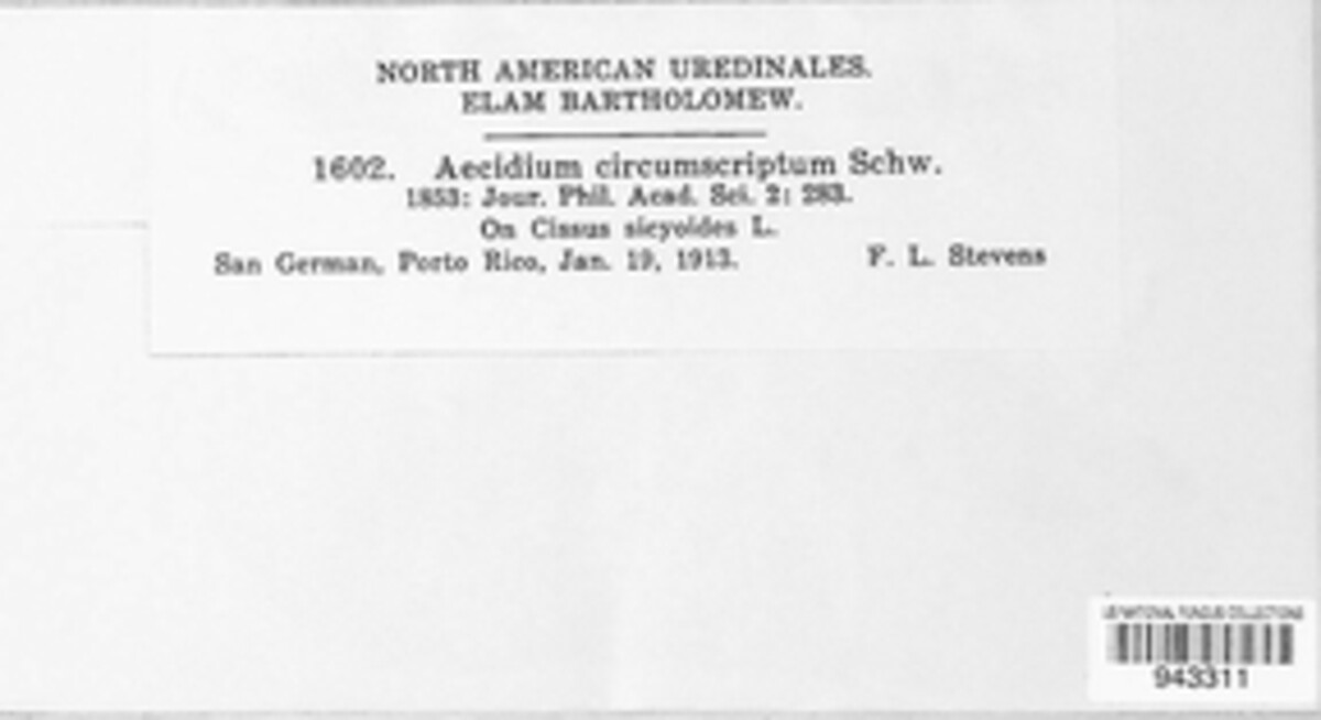 Endophyllum circumscriptum image